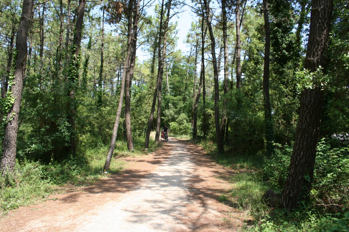 Espace naturel forêt