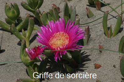 Griffe de sorcière